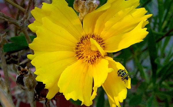 yellow coreopsis with green spotted bug