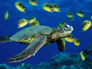 turtles animal under sea wallpaper