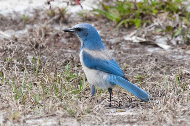 Pictures Of Florida Birds