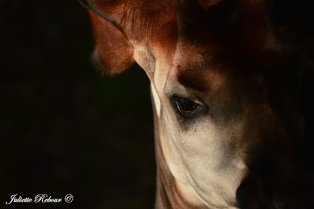 Okapi, Bioparc Doué-la-Fontaine