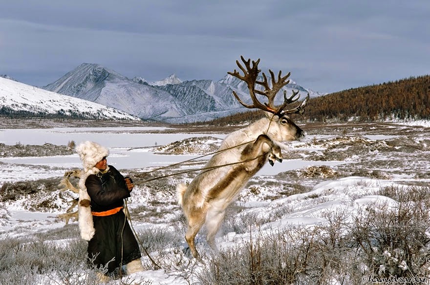 The Everyday Life Of Reindeer People Living In Mongolia