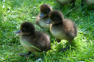 Cute Ducklings Innocent