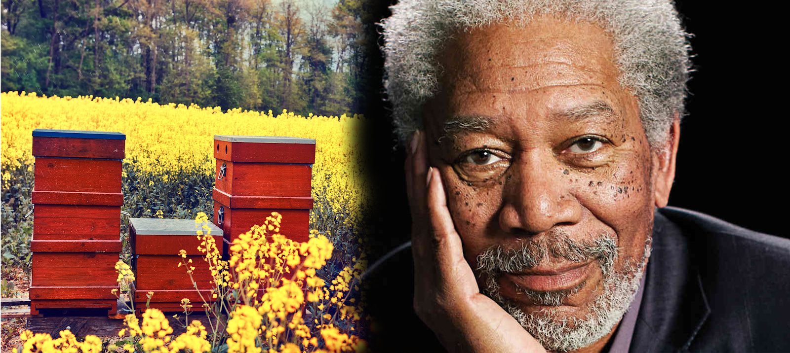 Morgan Freeman Turned A 124-Acre Ranch Into A Bee Sanctuary