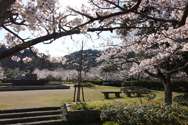 鳥取県米子市西町　港山公園　満開のソメイヨシノ桜の風景