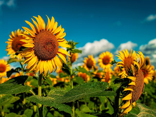 Sunflowers