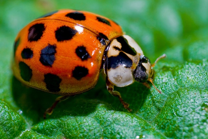Mengapa Sebagian Kumbang  Berwarna Cerah Naviri Magazine