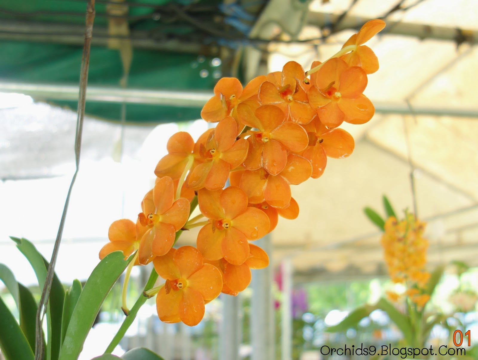 Orchids Flowers Pictures Bulbophyllum Vanda Cattleya Cymbidium Phalaenopsis Dendrobium Culture