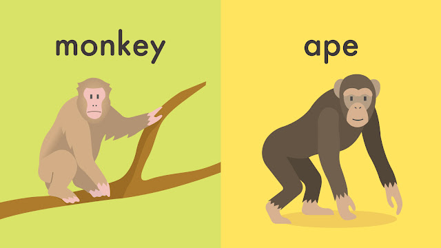 monkey と ape の違い