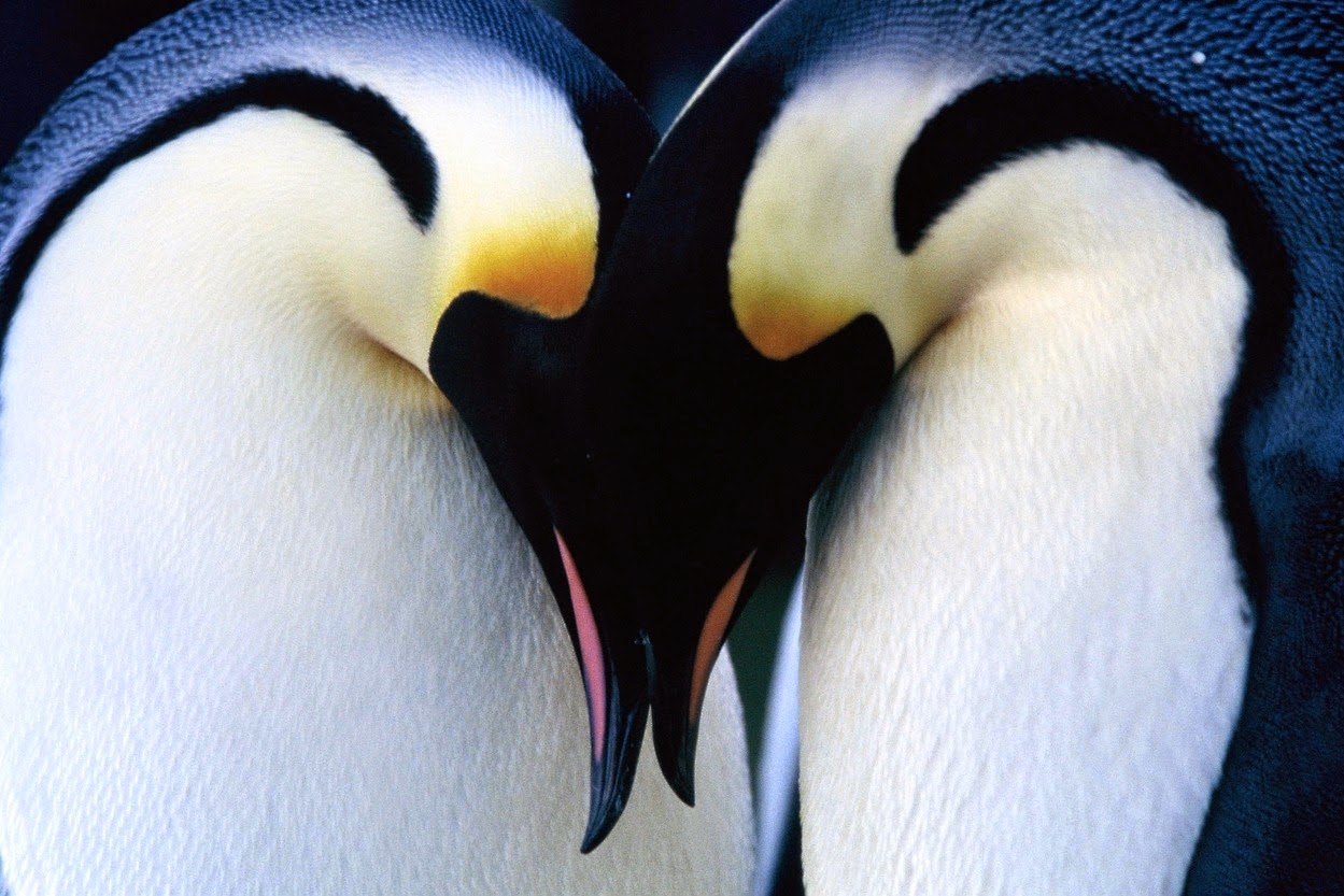 penguins innocent behavior