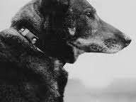 Antis: WWII Dog Hero Who Took to the Skies