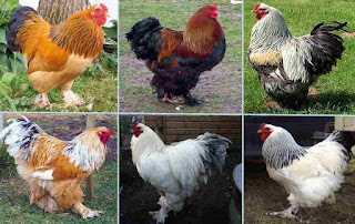 Jenis Ayam Brahma