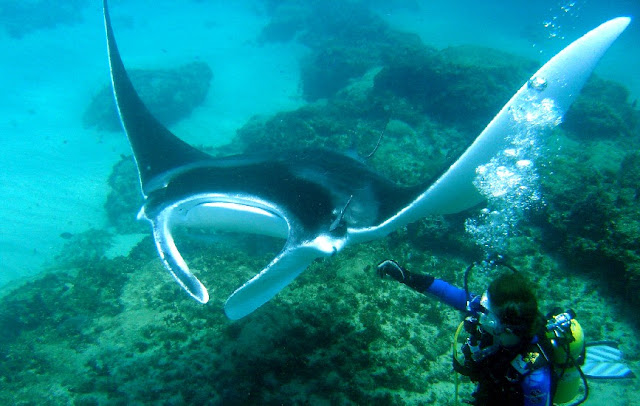 Dive with Manta ray