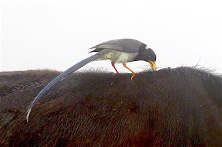 Yellow-billed Blue-Magpie