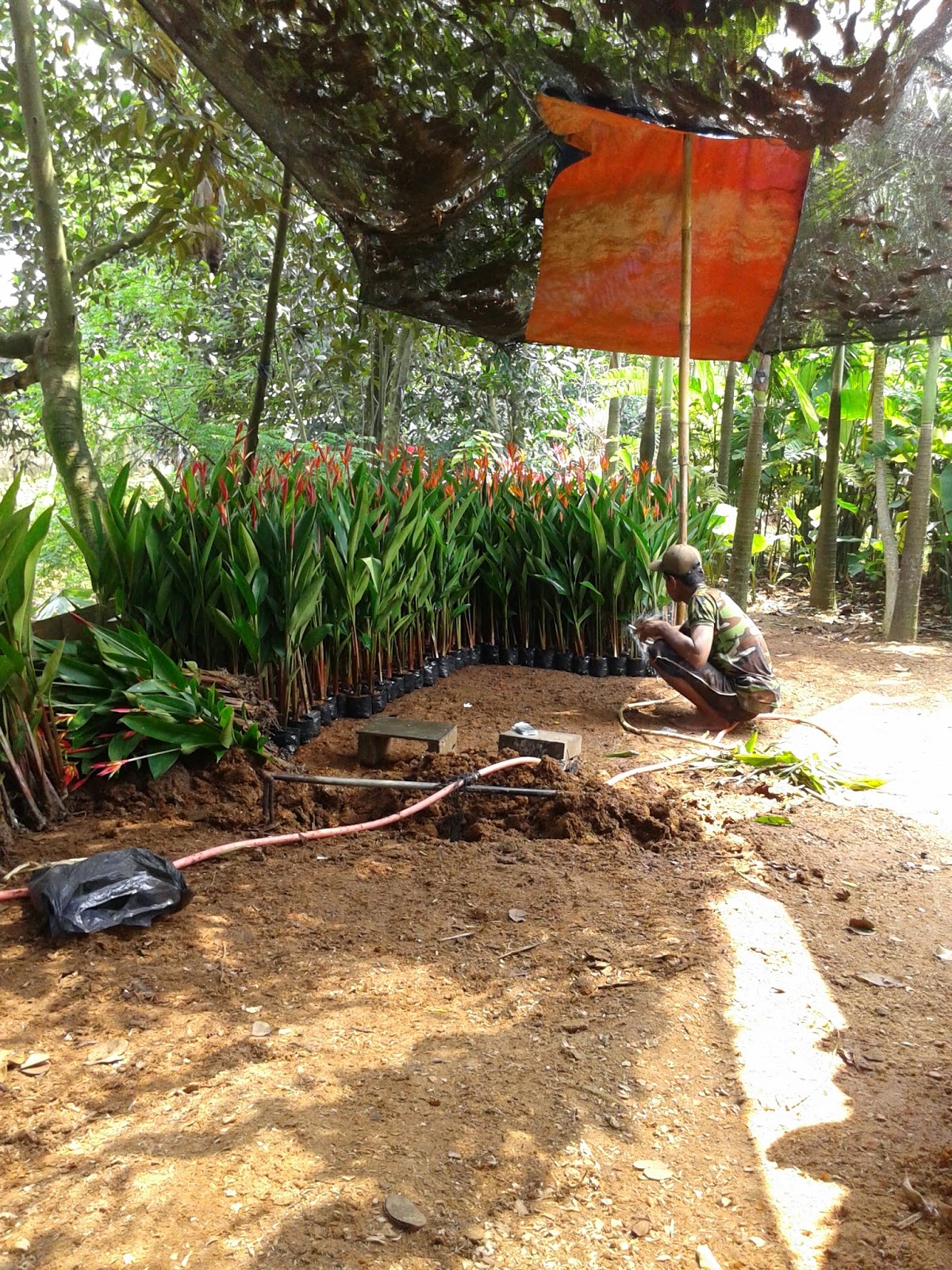 JUAL POHON PISANG-PISANGAN HELICONIA | JUAL TANAMAN HIAS ...