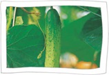 Chilgok Guemnam Cucumber