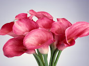 Calla Lily Flower (beautiful calla flower )