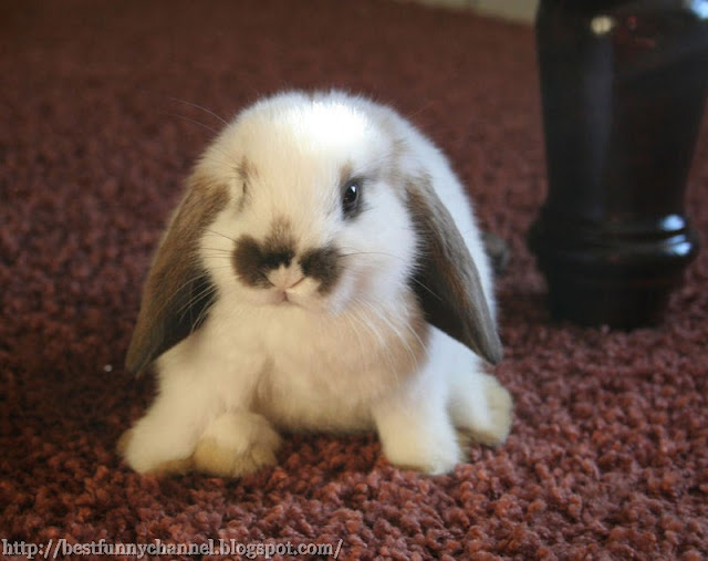 Small bunny