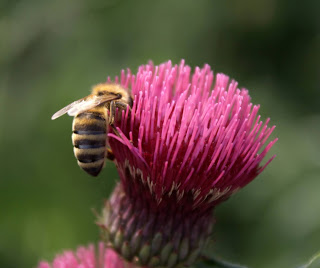 Honningbie spiser fra en tistel