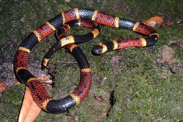 texas coral snake Amazing Colorful Snakes   Most Beautiful Venomous Snakes of the World