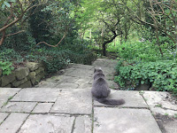 a photo of a grey cat taken from behind teh cat who is sitting on a step in a park