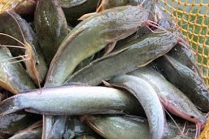 Cara Cepat Mancing Ikan Lele yang Susah Makan dan Umpannya