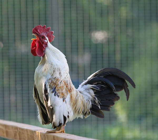 how to stop a rooster from crowing, stop a rooster from crowing, stop roosters crowing