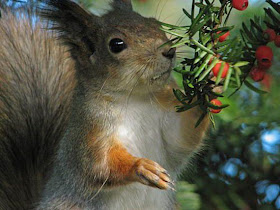 Animals and amazing photos