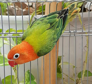  Jenis Lovebird Biola Lengkap dengan Gambar dan Harga 