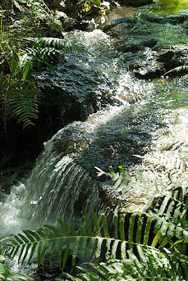 kanapaha botanical gardens