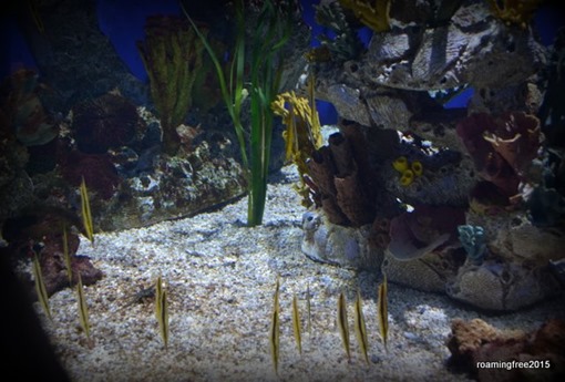 Coral Reef