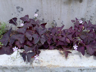 Purple flowers.