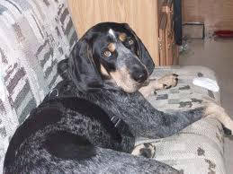 Bluetick Coonhound Breeds