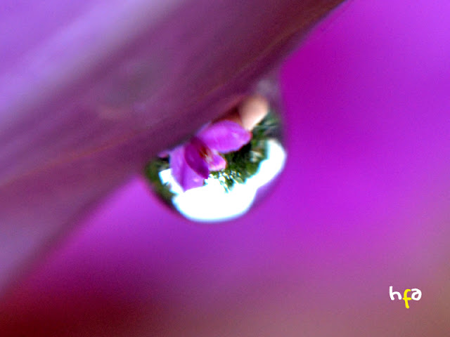 bayangan bunga anggerek di dalam setetes embun, butir air sebagai kaca hablur