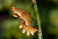 Pachliopta aristolochiae larva