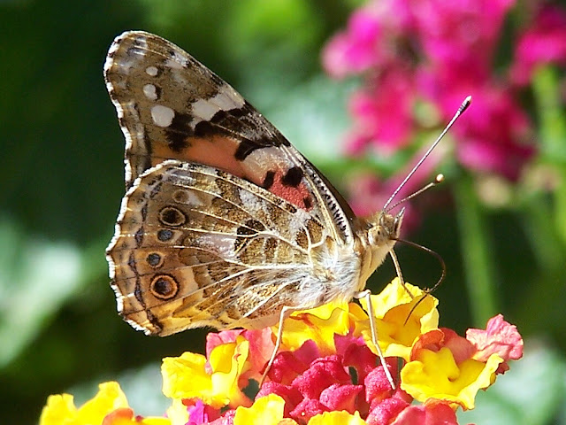 Primavera - A Estação das Flores