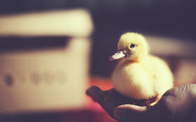 Funny animals of the week - 24 January 2014 (40 pics), baby duck in a hand