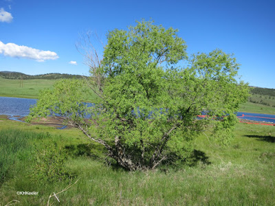 Pinewood Reservoir, Larimer County, CO