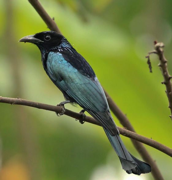 Kicau burung srigunting lencana