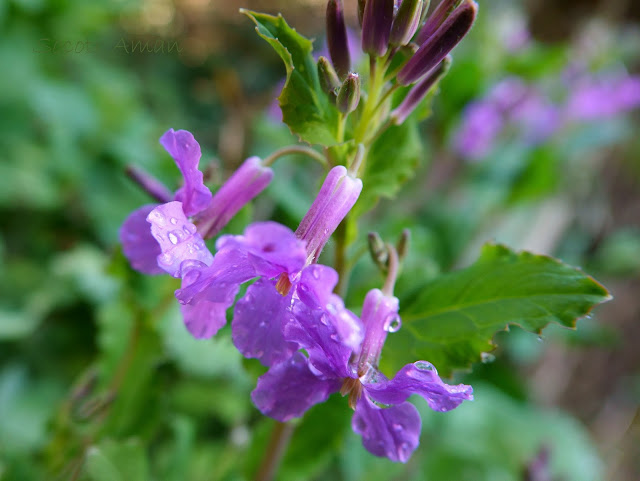 Orychophragmus violaceus