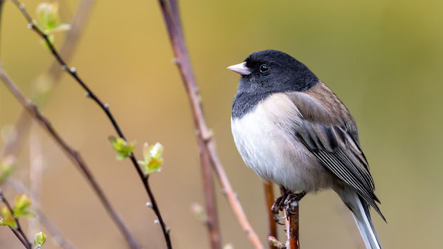 Spring, Bird, Feathers, Tree, Branch