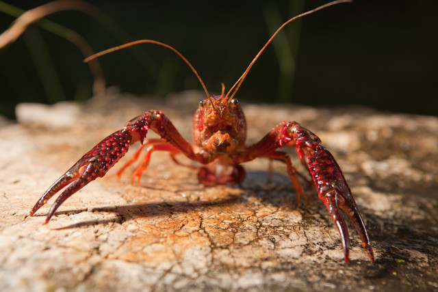 lobster-air-tawar-red-crayfish