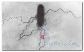 Salmonella cells, showing peritrichous flagella. Salmonella is a bacterial genus. The cells were stained using a flagella stain. (Courtesy of the CDC.)