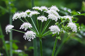 Pic of flower that looks like Cow Parsley or is it?