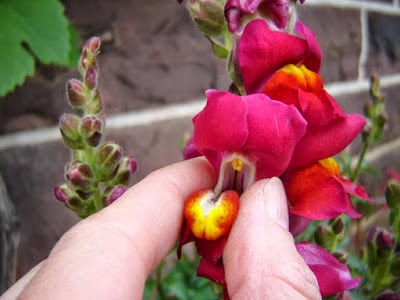 Snapdragon , Bunga Aneh yang Mirip Tengkorak Manusia