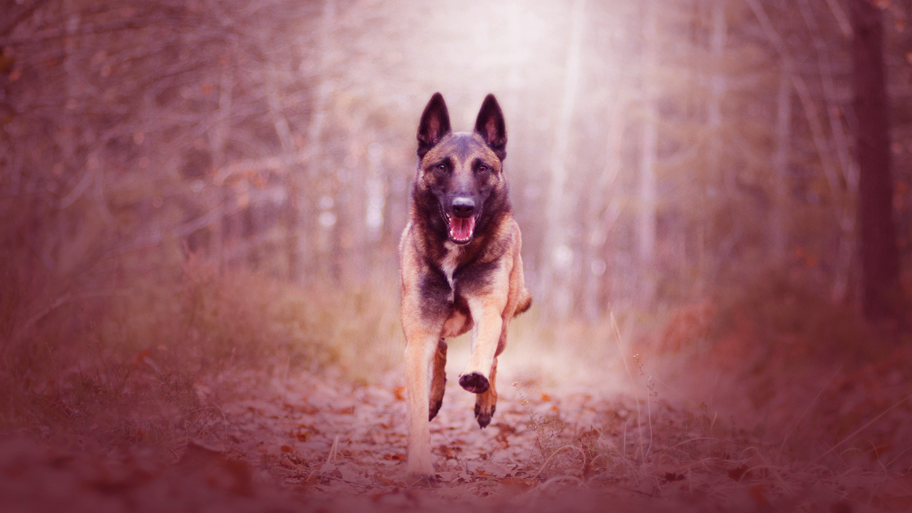 berger malinois