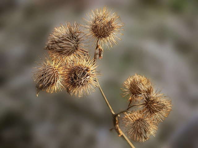 Burdock fruit, velcro like hooks clearly visible