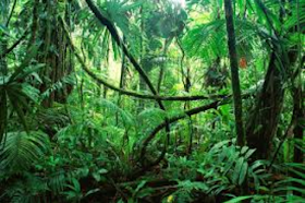 Taman Hutan Hujan Tropis (Tahura)
