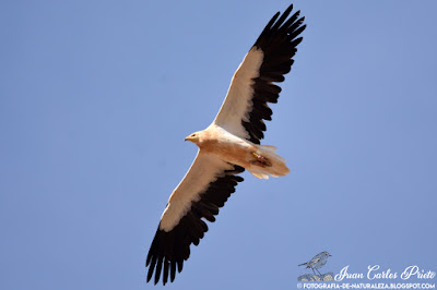 Alimoche Común - Guirre - Neophron Percnopterus (fotografia-de-naturaleza.blogspot.com)