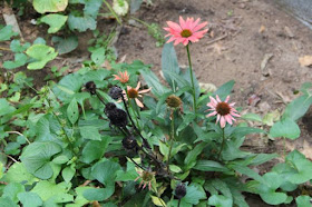 holdout coneflowers and seed heads