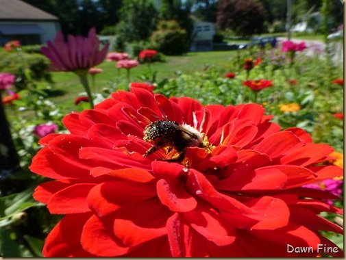 Zinnias_007